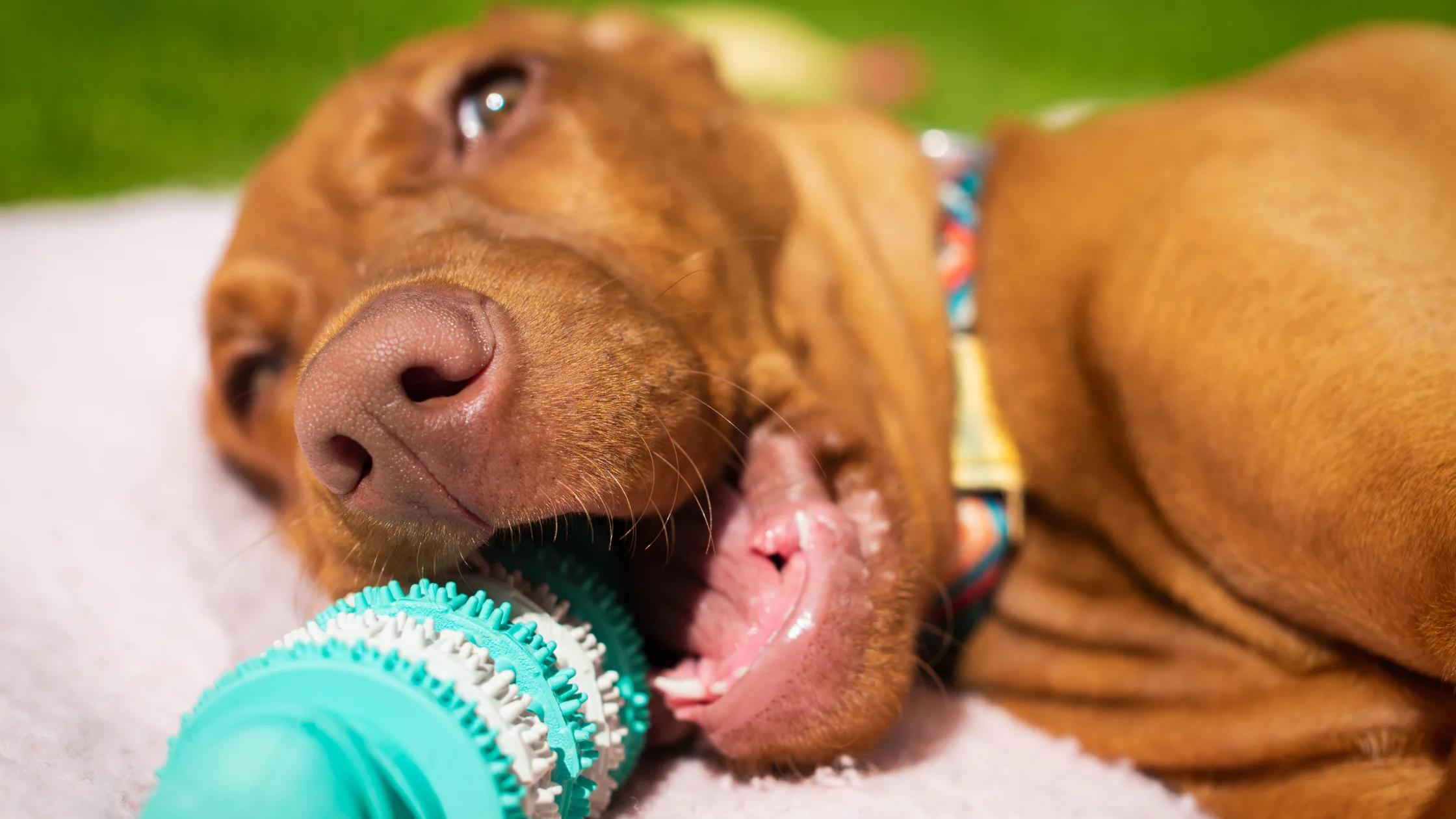 Best dog plaque removers chew toy being used by a dog outdoors