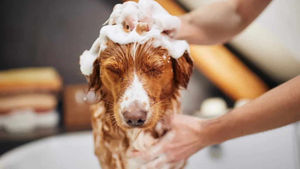 Best dog shampoo being used during a stress-free bath to gently wash a relaxed dog’s head