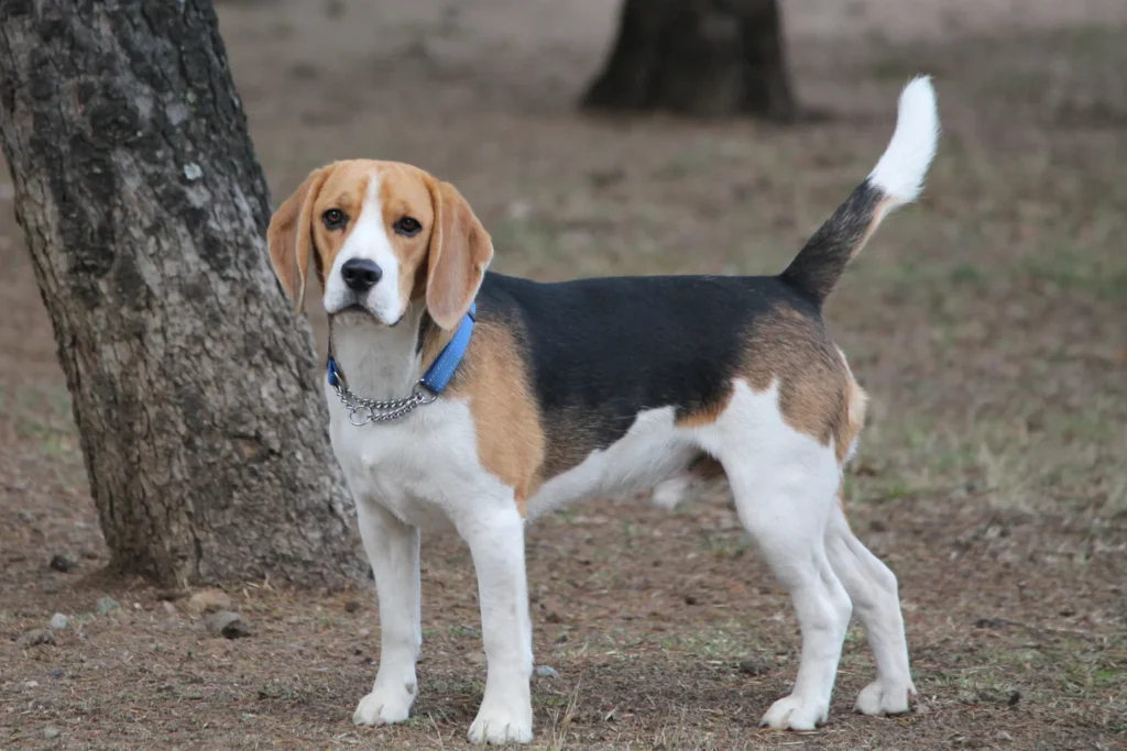 Beagle standing alert outdoors – example of traditional hunting breed origin