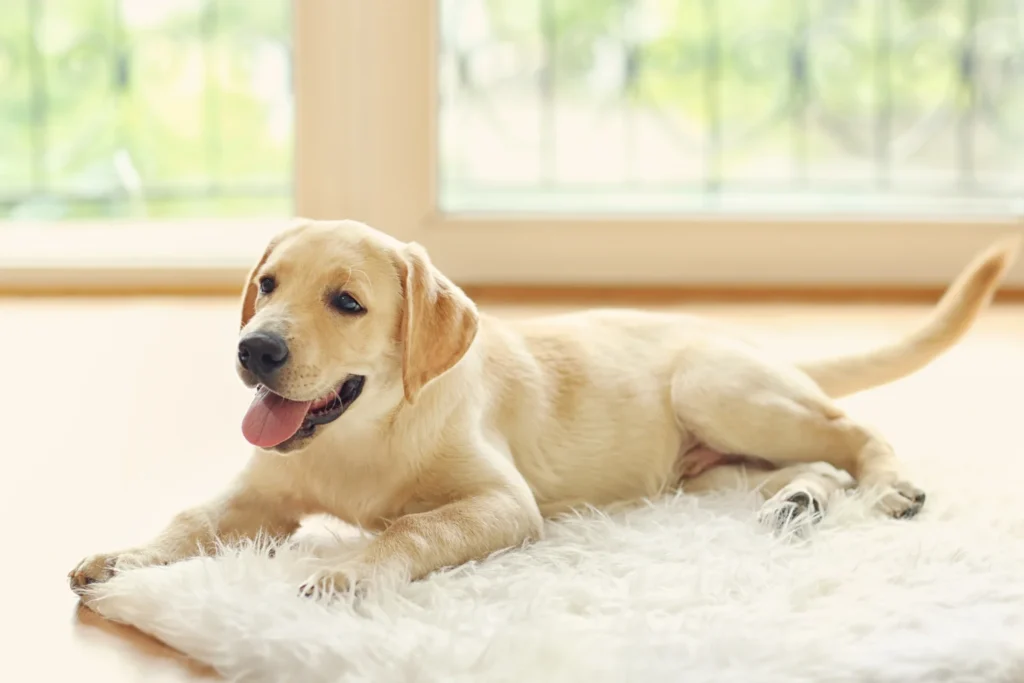 Yellow Labrador Retriever puppy resting indoors – originally bred as a working retriever breed
