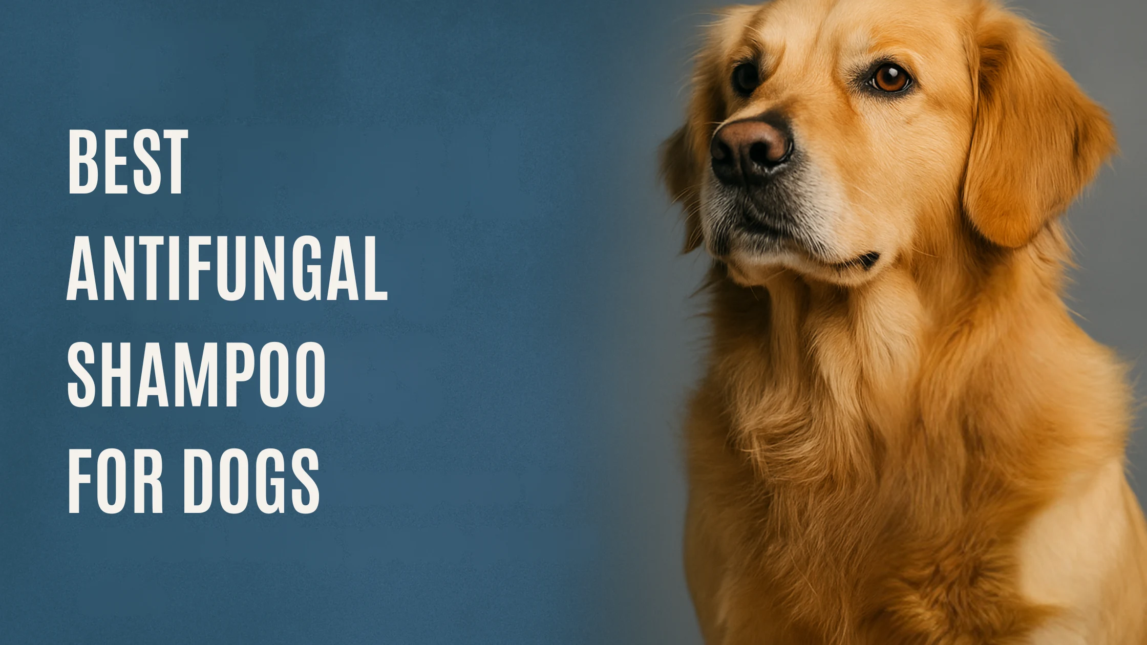 Best antifungal shampoo for dogs — golden retriever with healthy coat next to bold title text on blue background