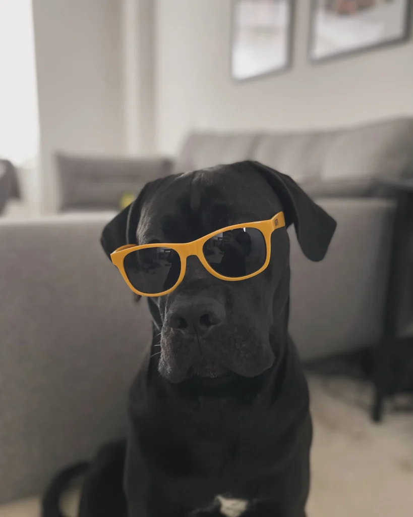 Dog wearing sunglasses after recovering from a broken nail injury