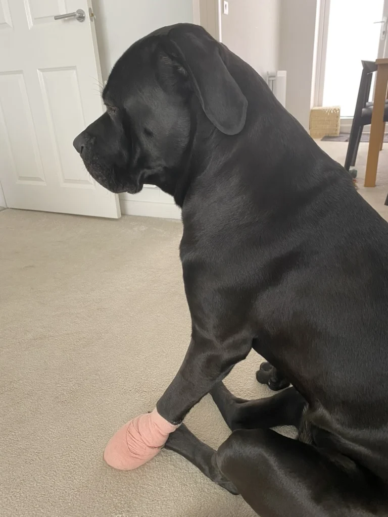 Dog's bandaged paw during at-home broken nail recovery