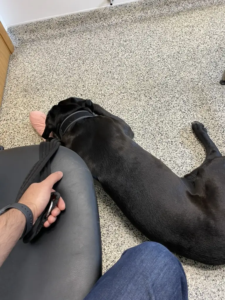 Dog at the vet for a dressing change after a broken nail injury