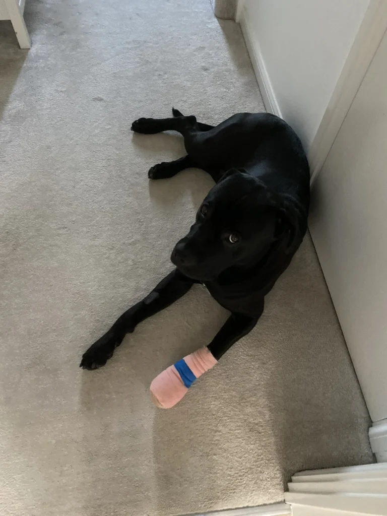Dog lying down with a bandaged paw during nail injury recovery