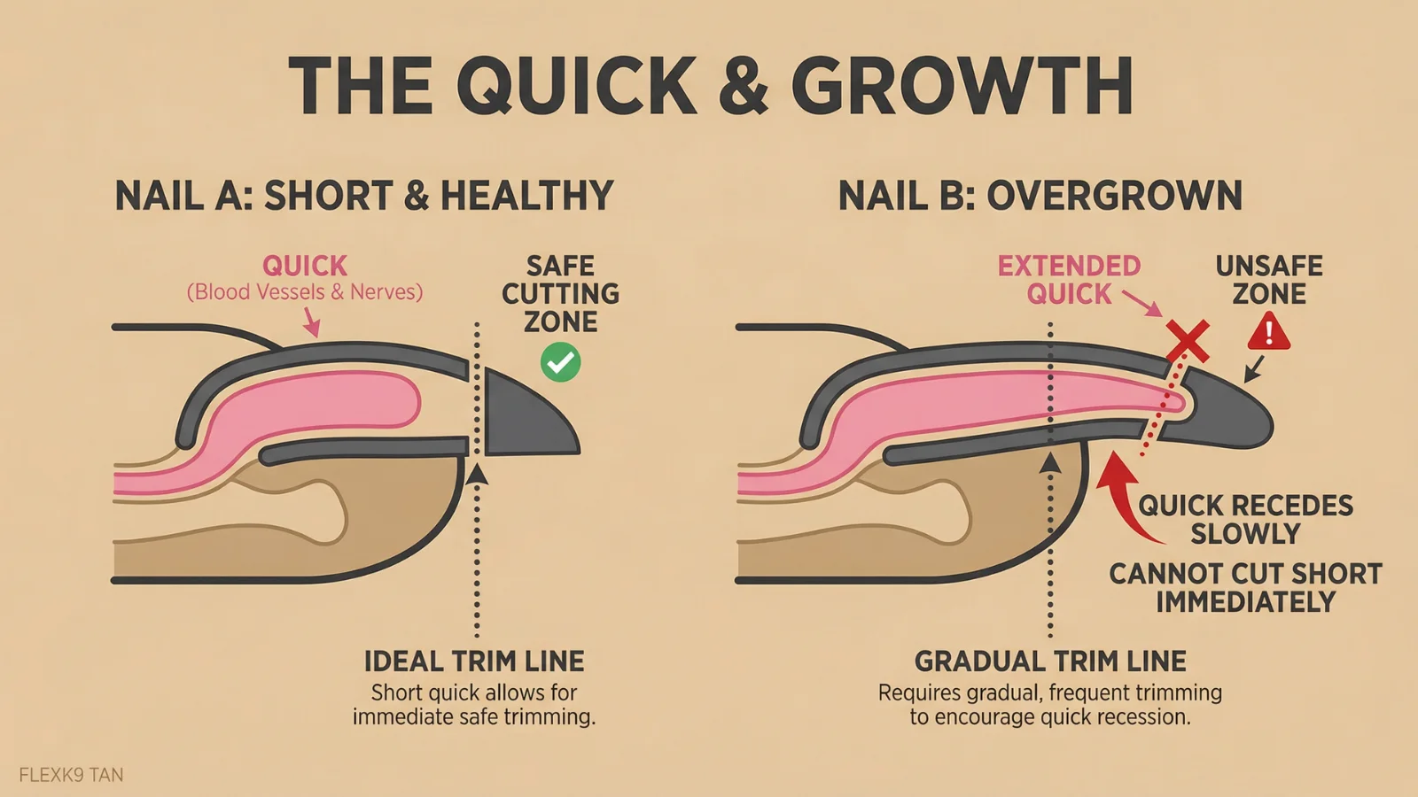 An anatomical diagram comparing a short, healthy dog nail with an overgrown dog nail, illustrating how the quick extends and requires gradual recession.