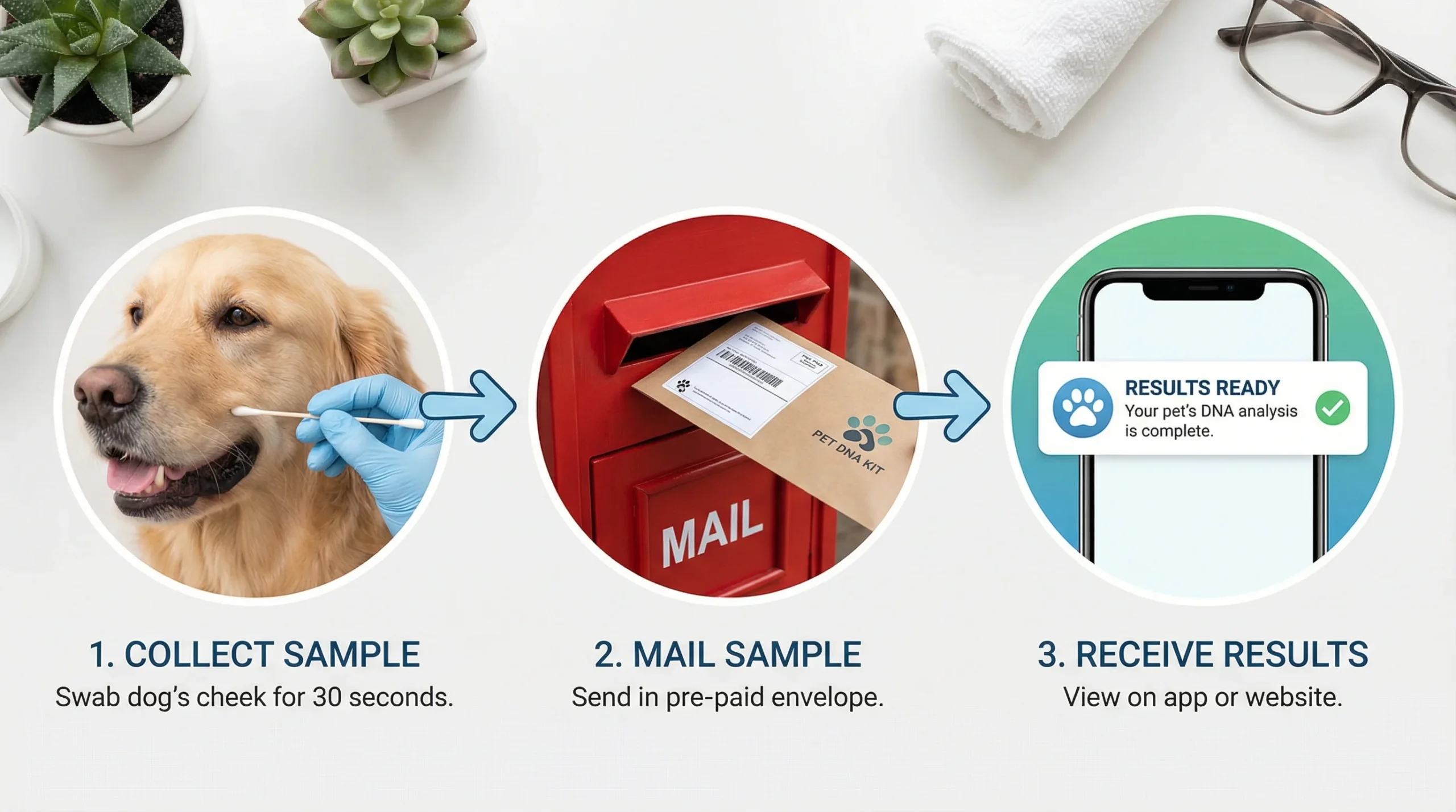 A 3-step infographic showing how to use a dog DNA test kit: 1. Swab the dog's cheek, 2. Mail the sample in a pre-paid envelope, and 3. View results on the smartphone app.