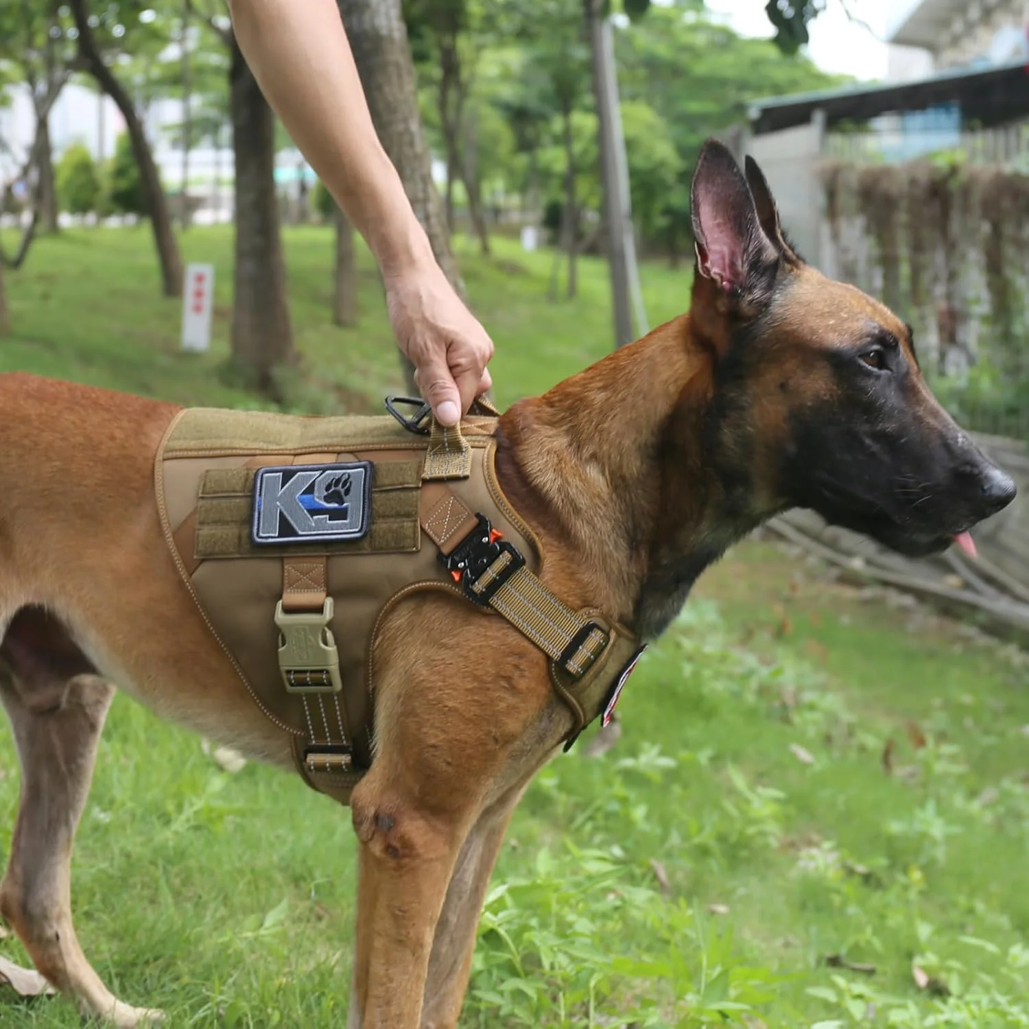 Icefang Metal Buckle Heavy Duty Harness Belgian Malinois wearing a tan Icefang tactical harness with 4x metal buckles. Outdoor field test showing the load-bearing shoulder clips.