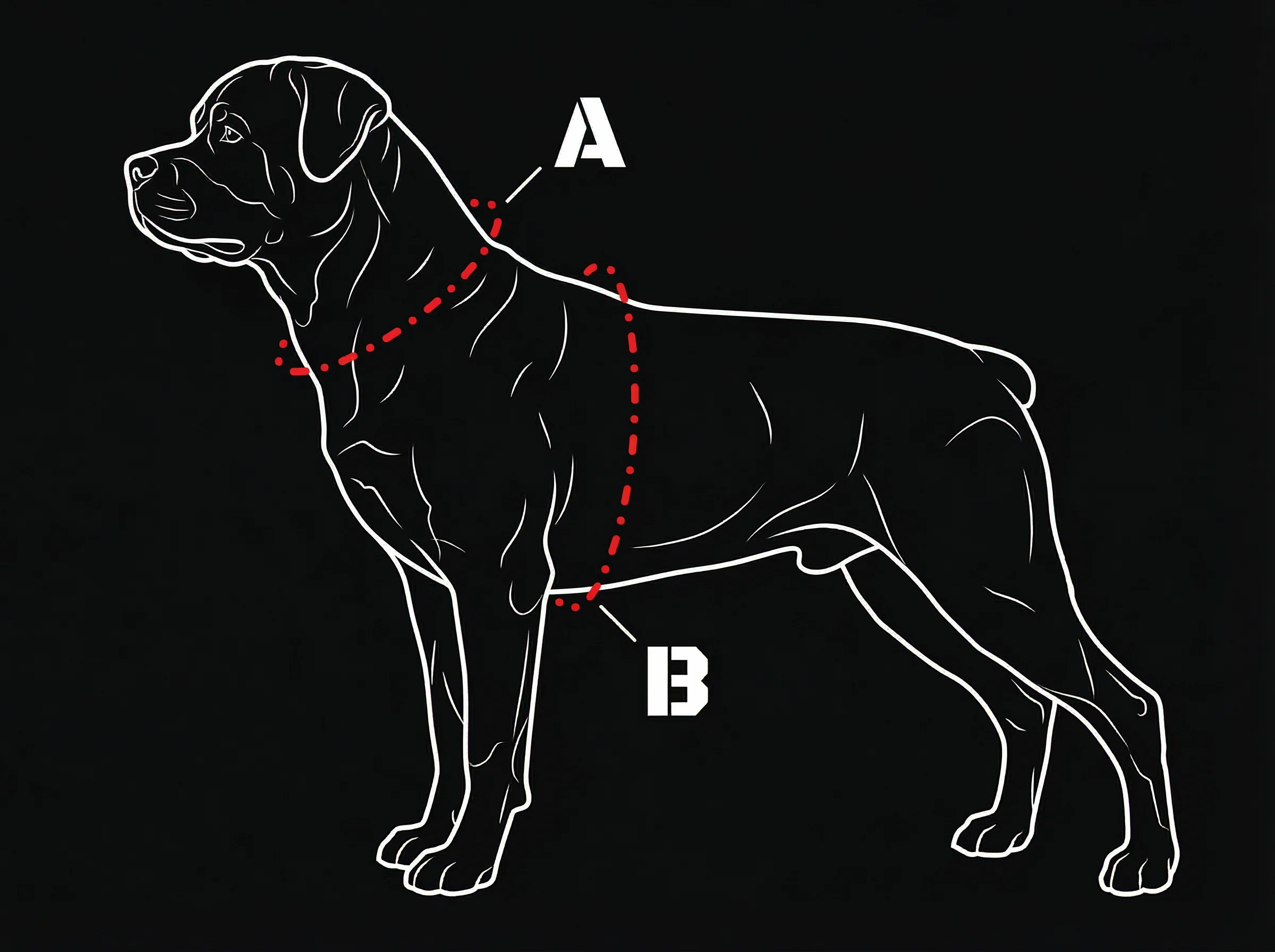 Tactical Harness Measurement Guide: Neck vs Chest Zones High-contrast tactical diagram showing where to measure a dog for a harness. Zone A indicates the lower neck circumference, and Zone B indicates the chest girth behind the front legs. Illustrated on a Rottweiler profile.