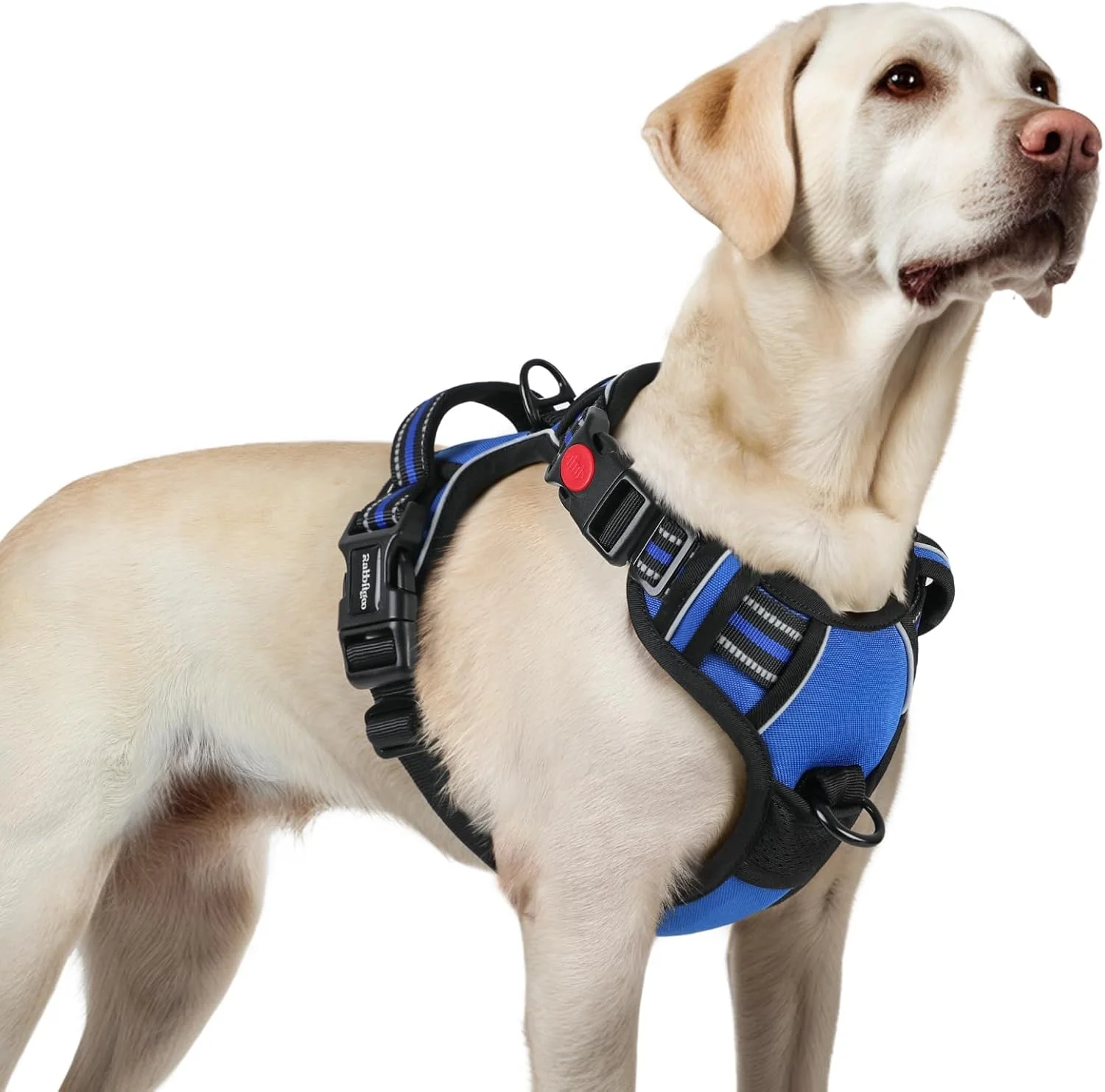 Rabbitgoo Everyday Walking Harness - Blue Golden Labrador wearing a blue Rabbitgoo no-pull harness with reflective strips. Side view showing the front chest clip and sturdy back handle.