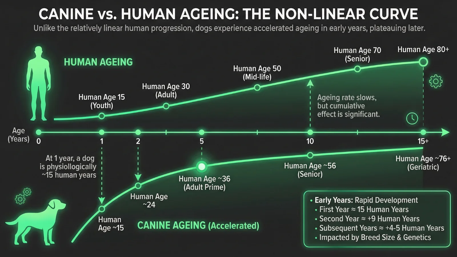 An illustrative infographic explaining the concept behind a human to dog years calculator based on epigenetic science.